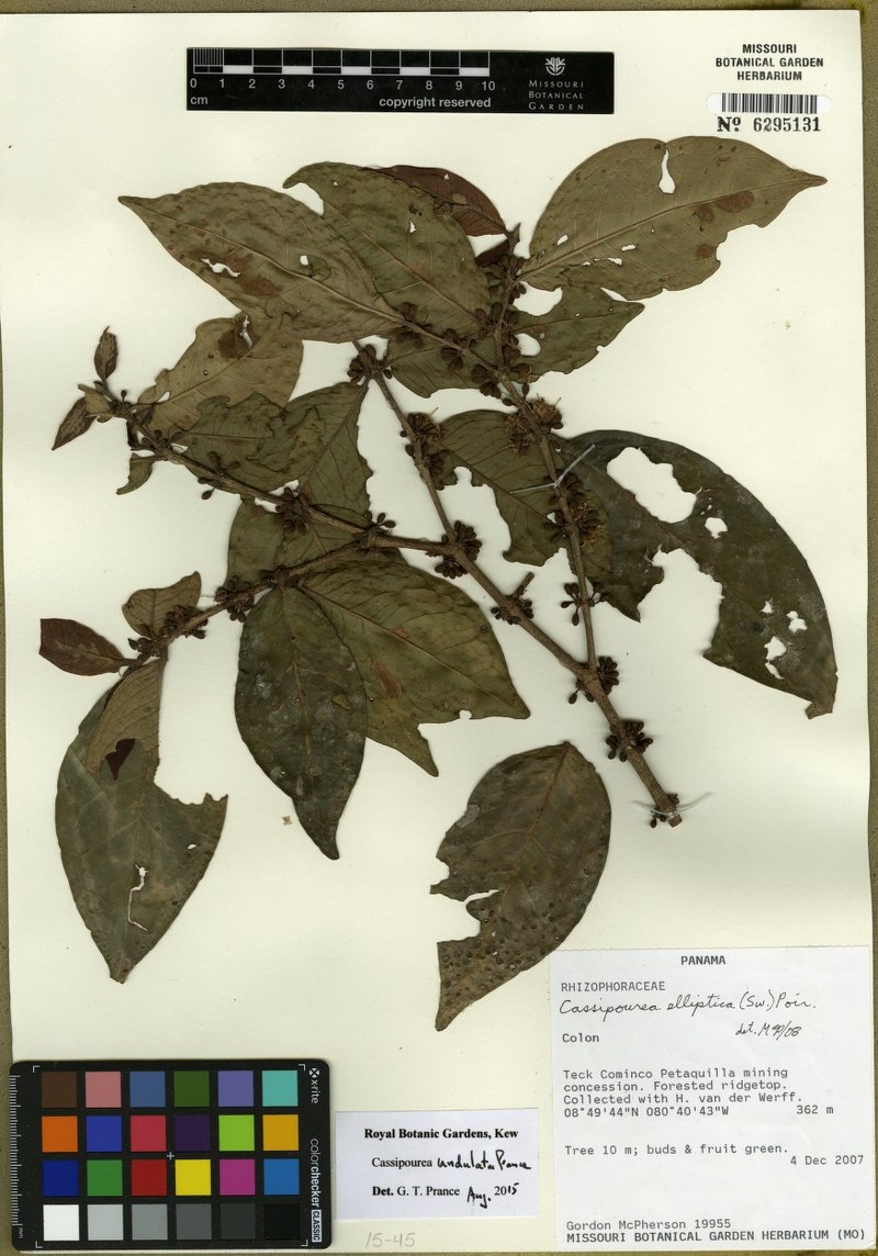 Cassipourea undulata photo 3
