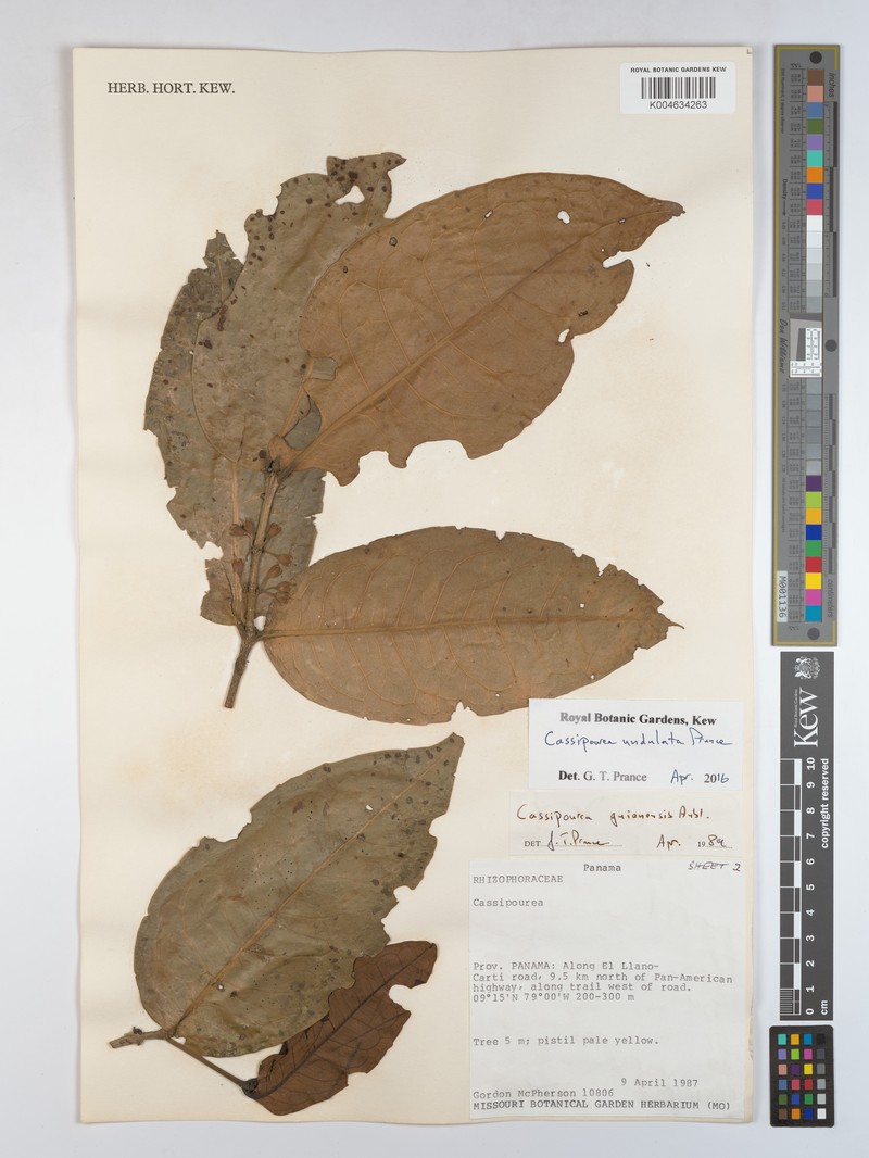 Cassipourea undulata photo 4