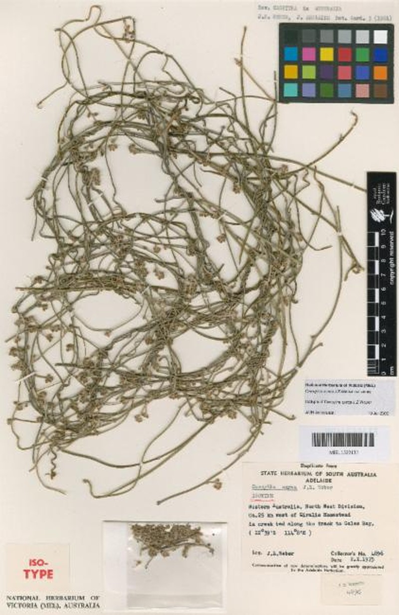 Cassytha aurea var. aurea photo 2