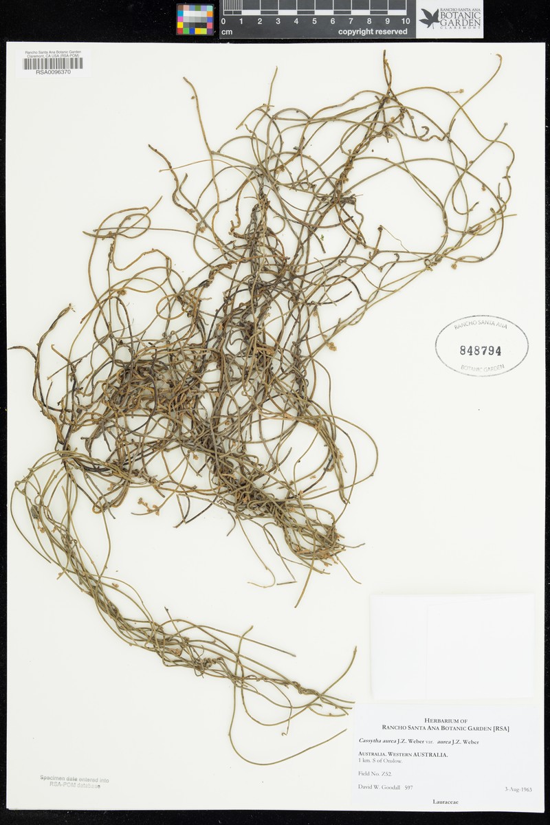 Cassytha aurea var. aurea photo 3
