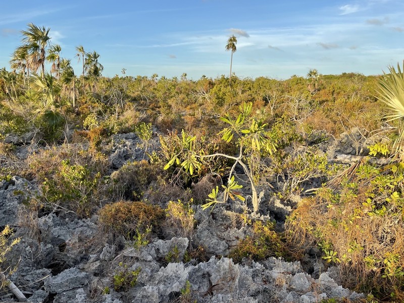 Devil's Gut photo 3