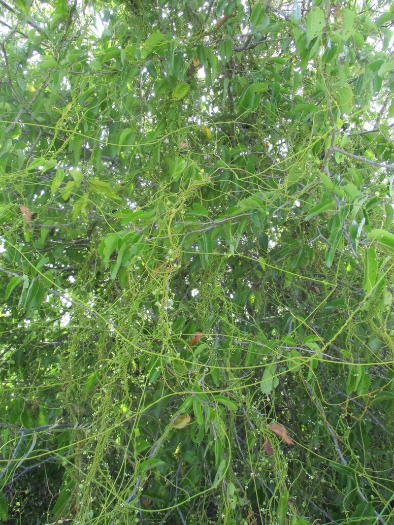 Devil's Gut photo 7