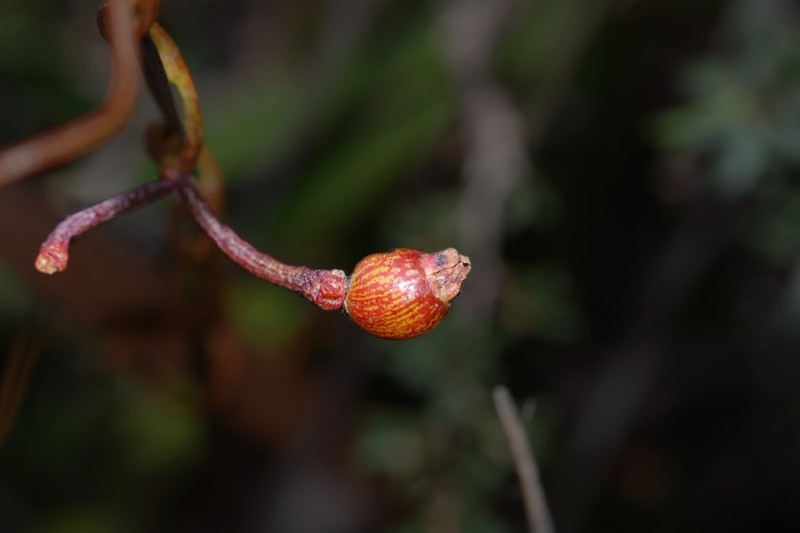 Cassytha glabella f. glabella