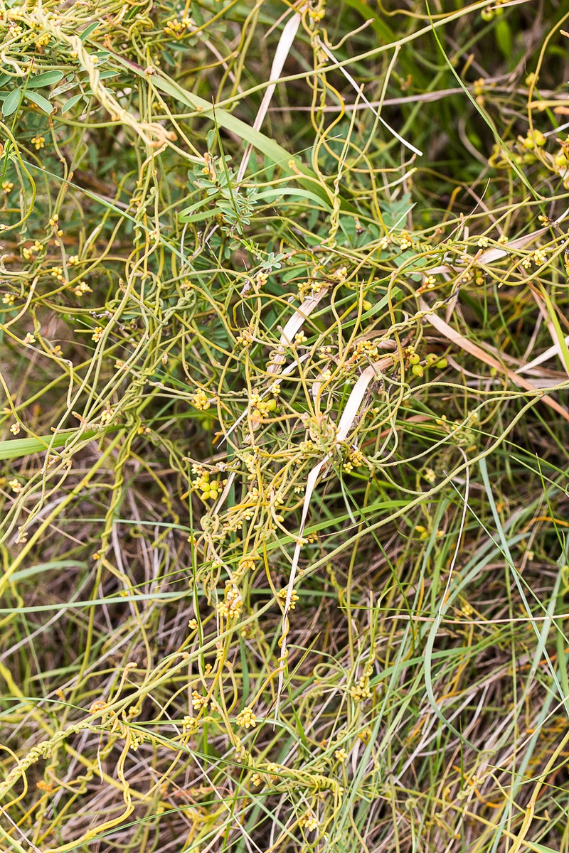 Cassytha pondoensis var. pondoensis