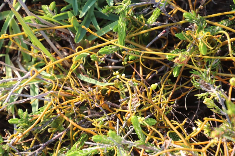 Cassytha pondoensis var. pondoensis photo 2