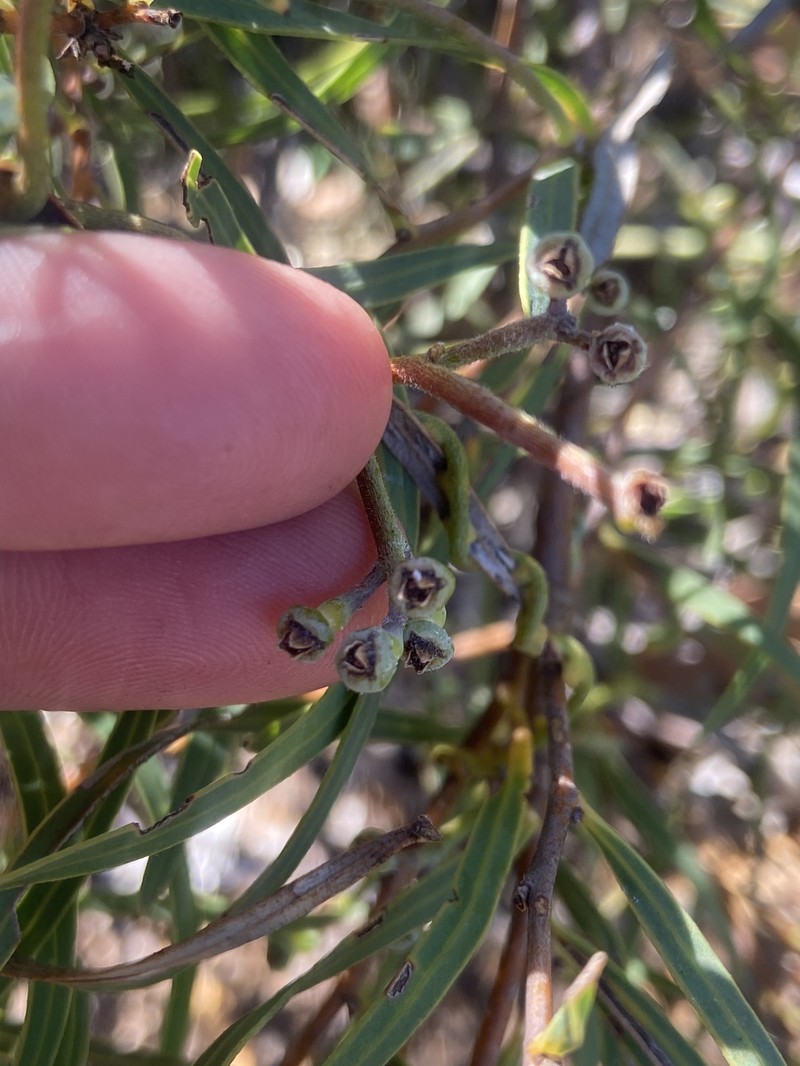 Cassytha racemosa f. racemosa