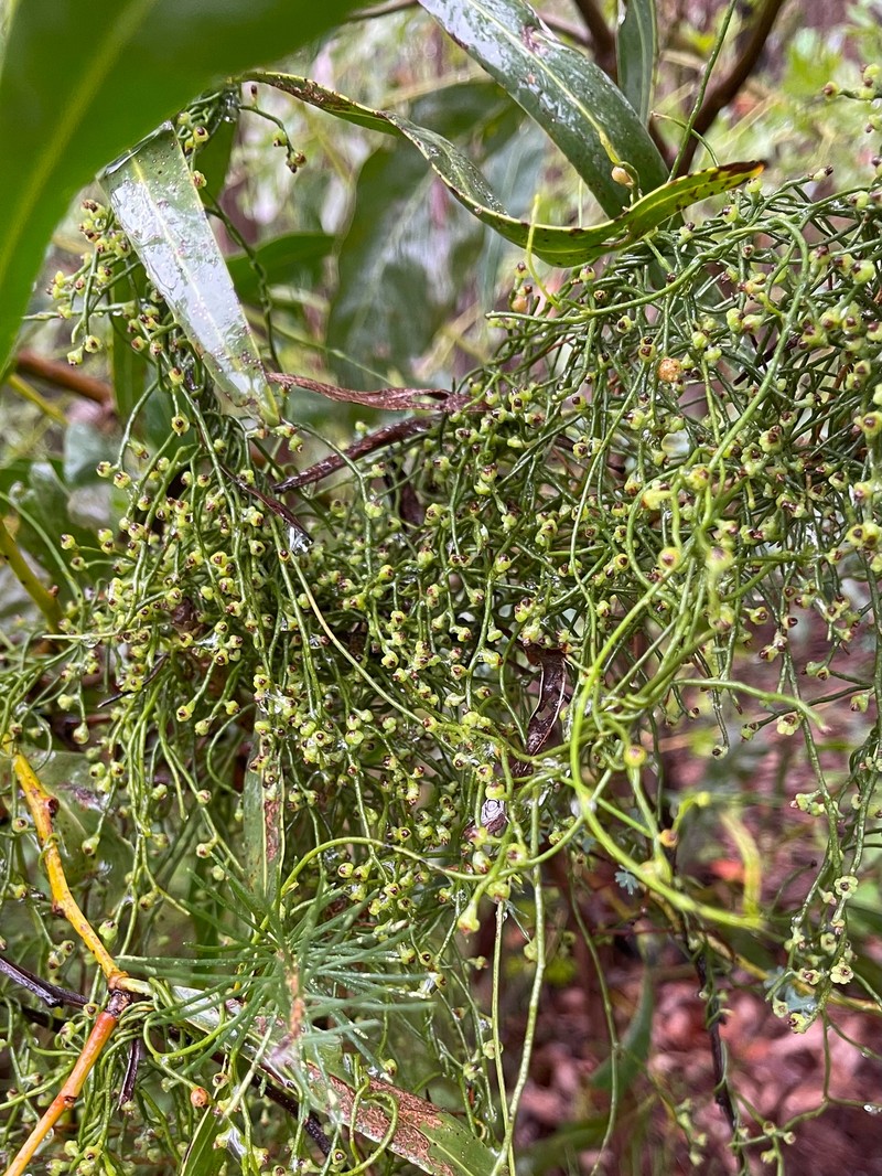 Cassytha racemosa f. racemosa photo 2