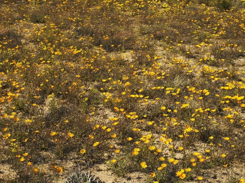 Cape Marigold photo 2