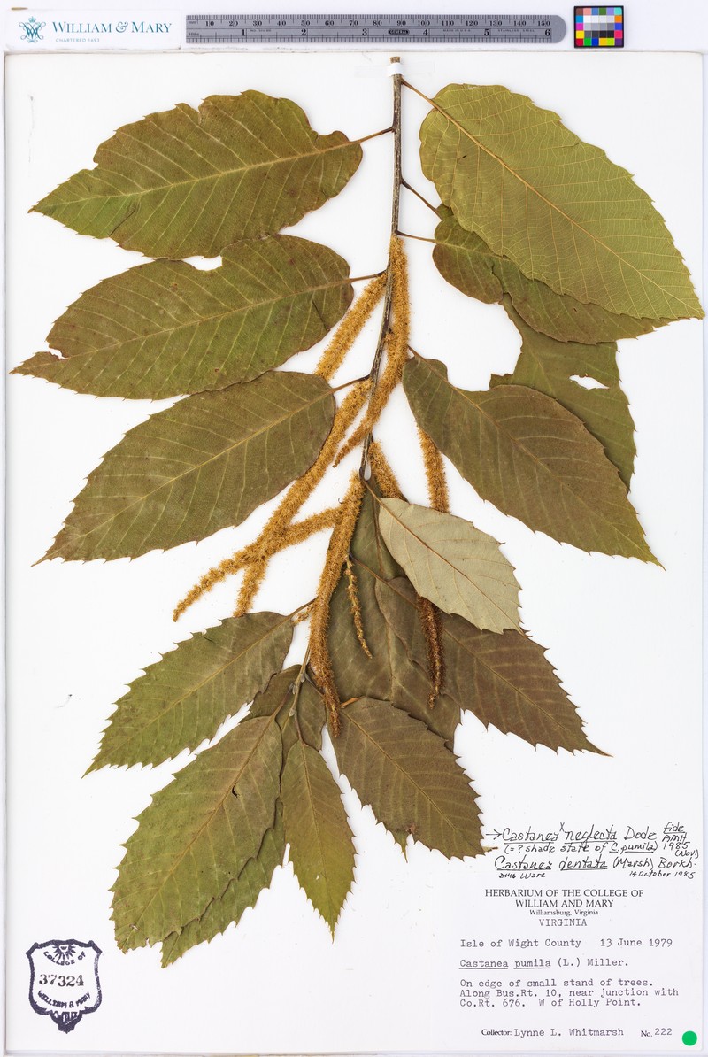 Chestnut photo 4