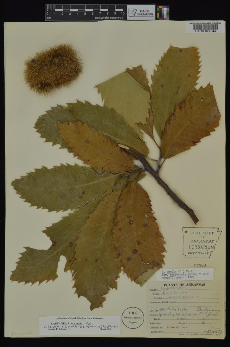 Chestnut photo 7