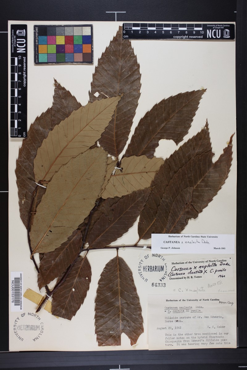 Chestnut photo 8