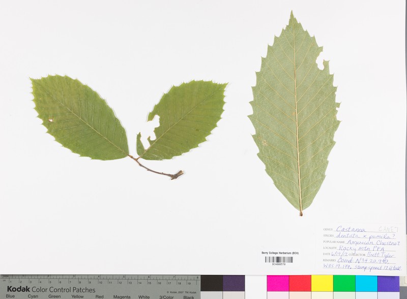 Chestnut