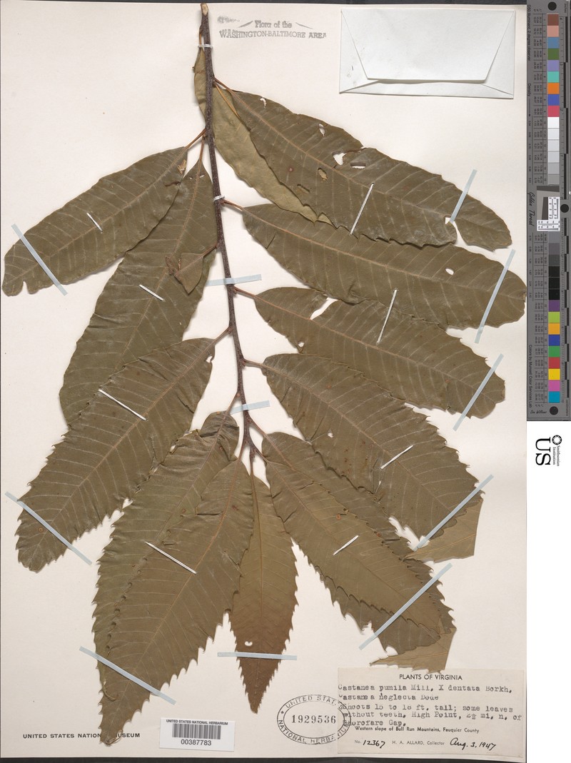 Chestnut photo 2