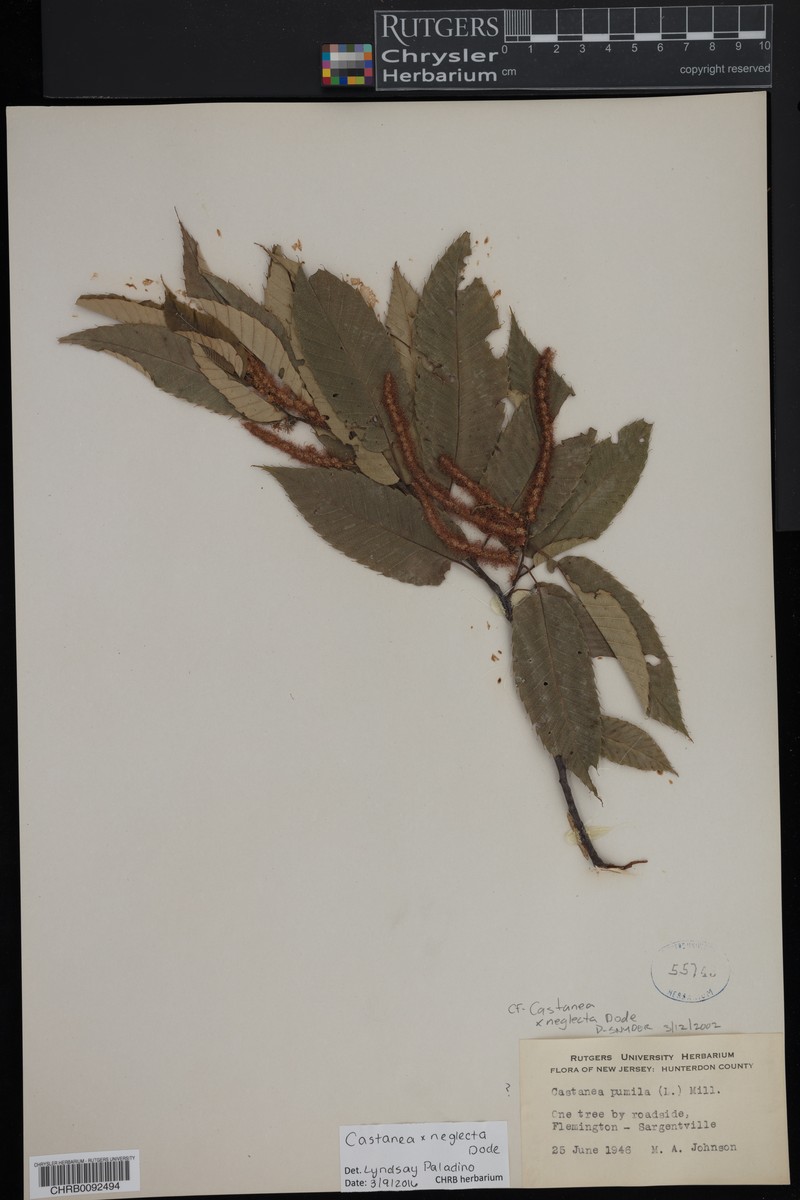 Chestnut photo 3