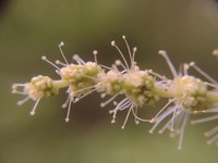 Castanea alabamensis