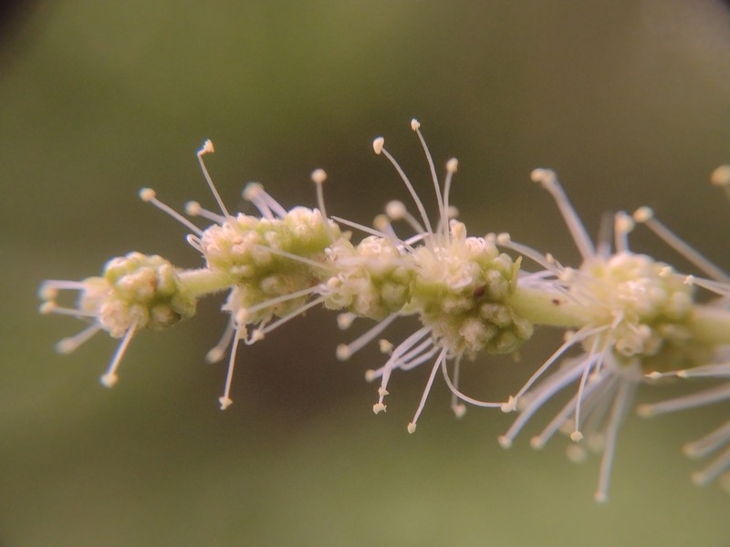 Castanea alabamensis