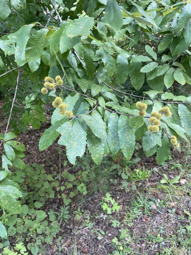 Castanea alabamensis photo 2