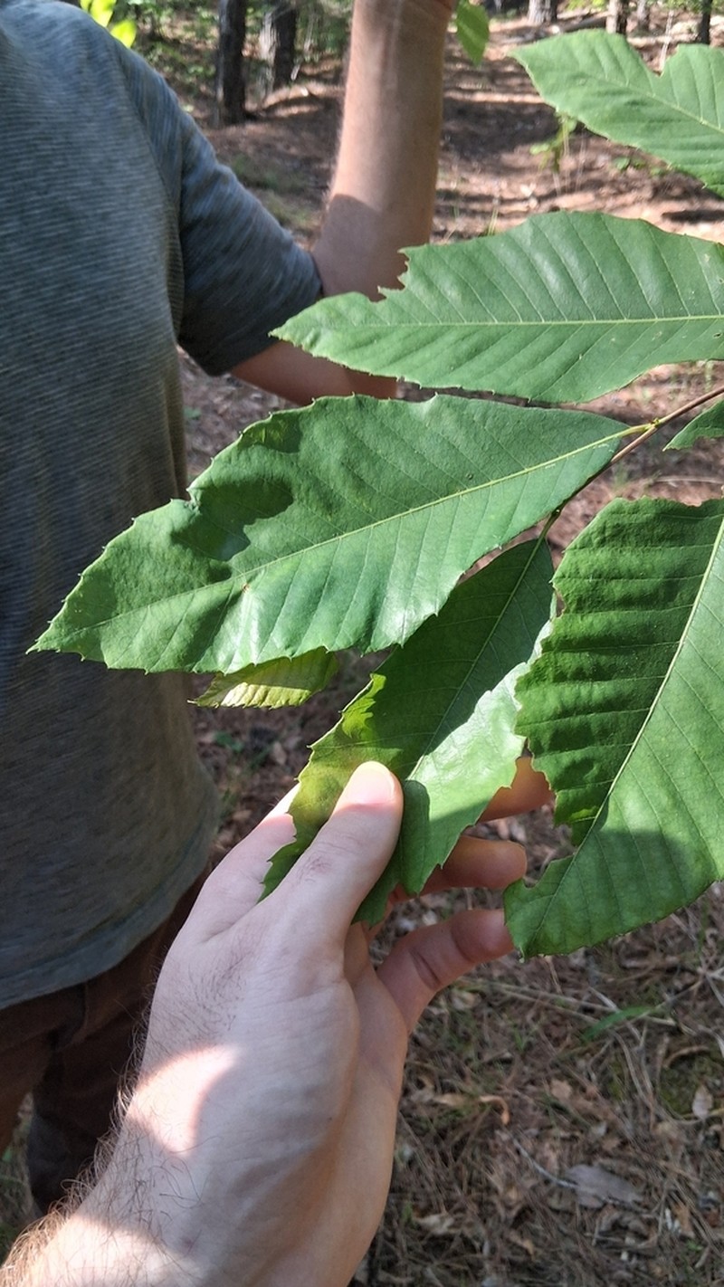 Castanea alabamensis photo 3