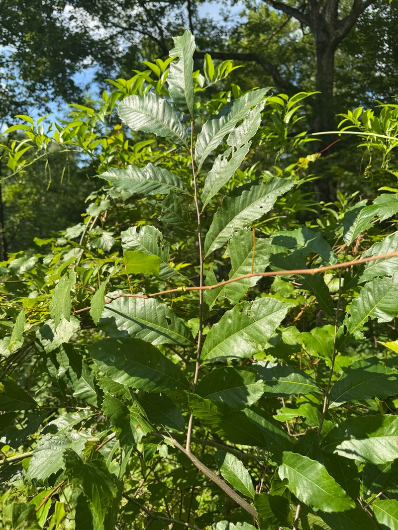 Castanea alabamensis photo 4