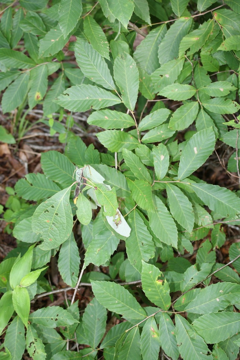Castanea alabamensis photo 5