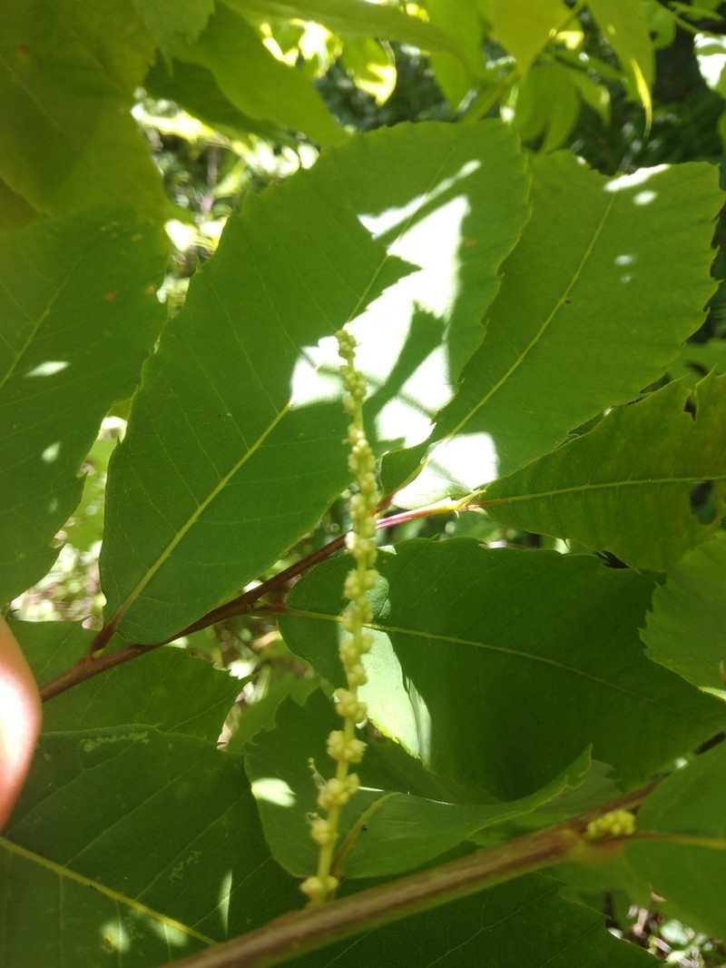 Castanea alabamensis photo 6