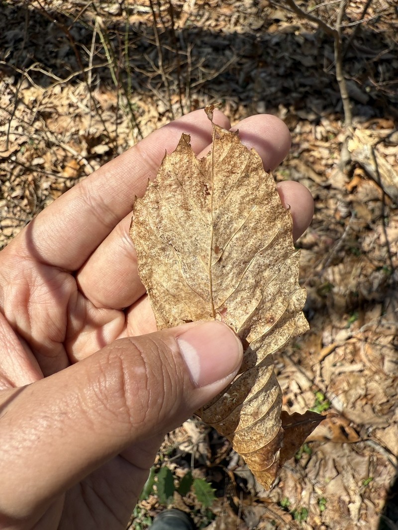 Castanea alabamensis photo 7