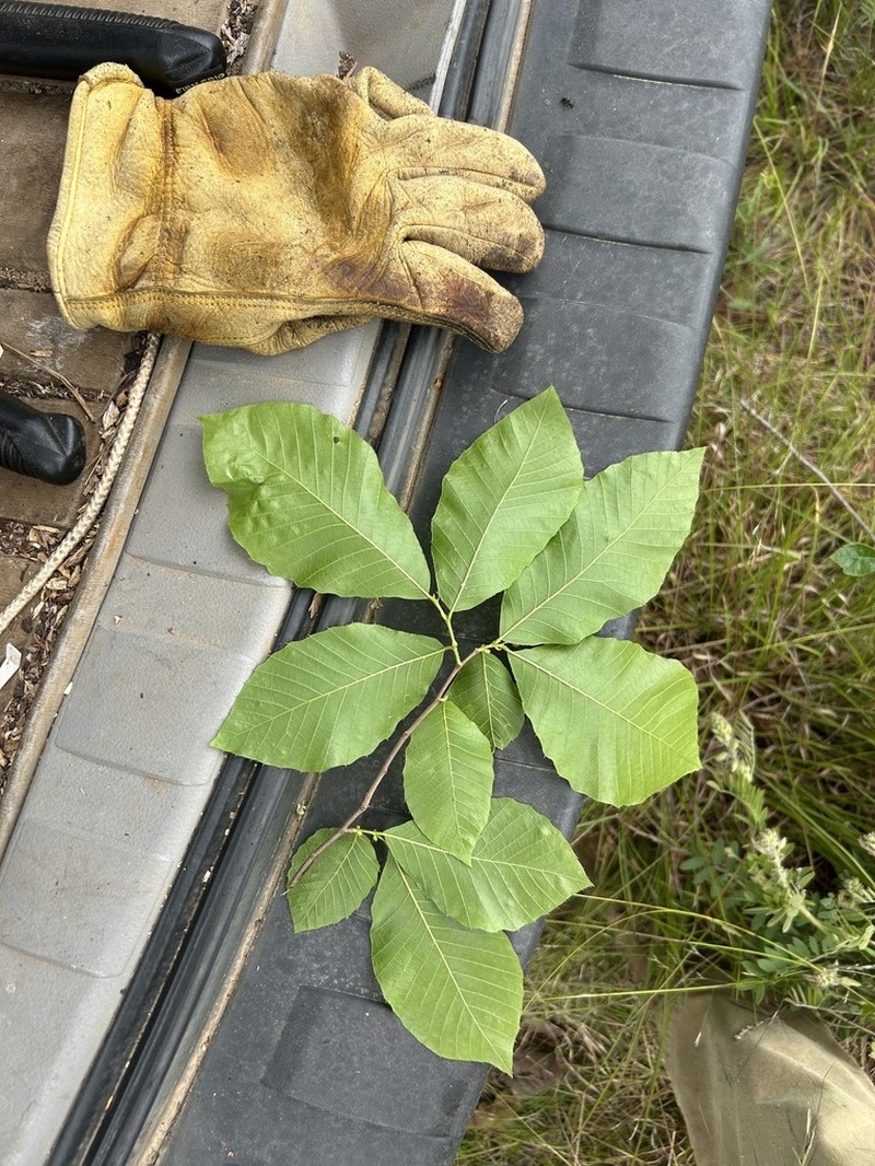 Castanea alabamensis photo 8