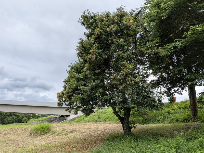 Japanese Chestnut photo 7