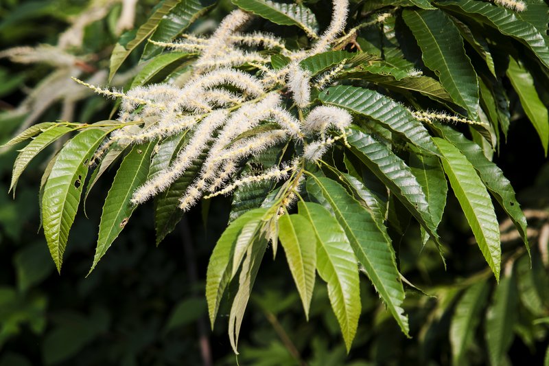 Japanese Chestnut photo 2