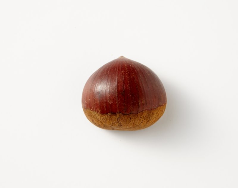 Japanese Chestnut photo 3