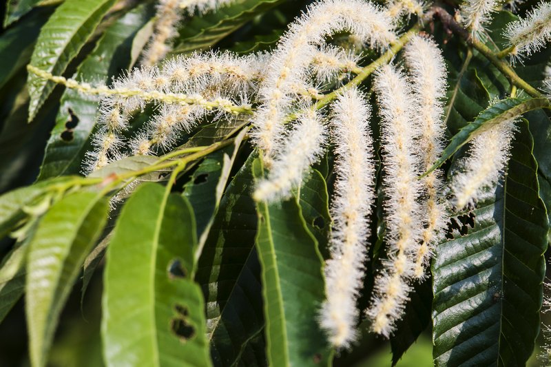 Japanese Chestnut photo 4