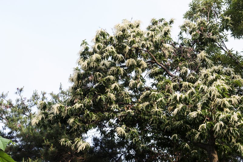 Japanese Chestnut photo 5