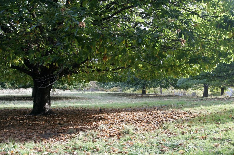 Japanese Chestnut photo 6