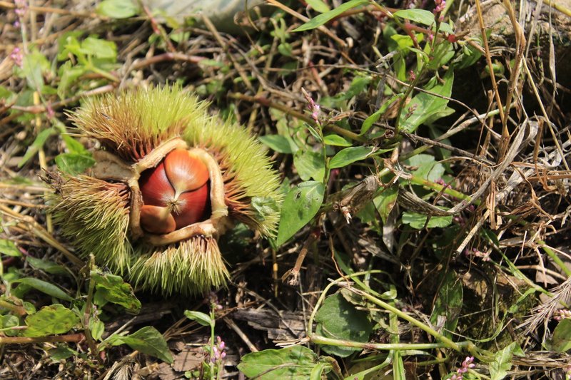 Japanese Chestnut photo 7