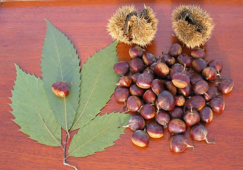 American Chestnut
