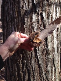 American Chestnut