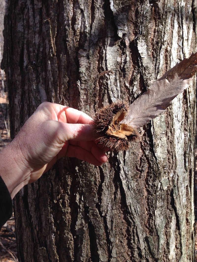 American Chestnut