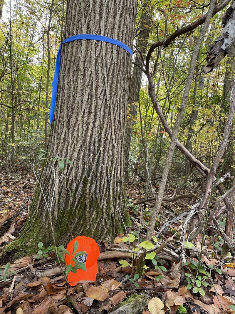 American Chestnut photo 2