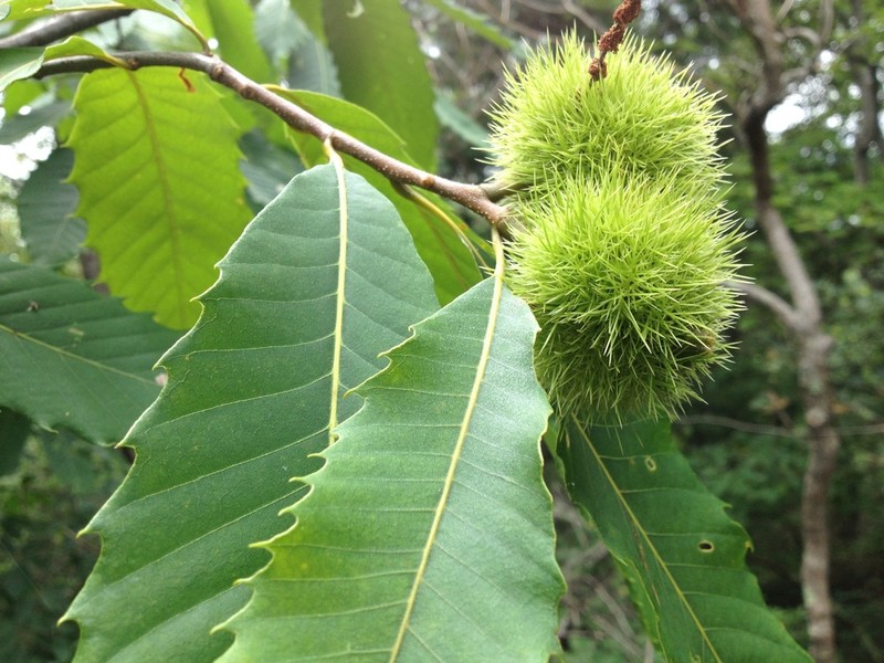 American Chestnut photo 3