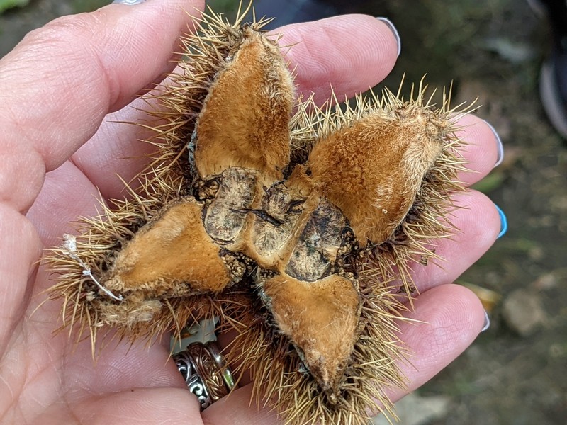 American Chestnut photo 4