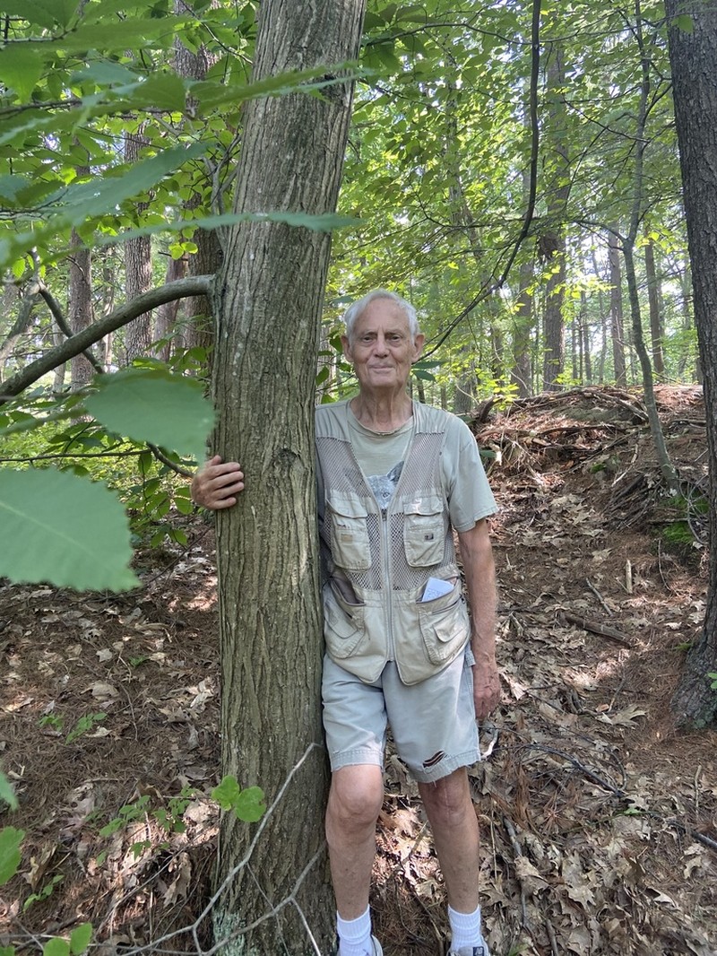 American Chestnut photo 5