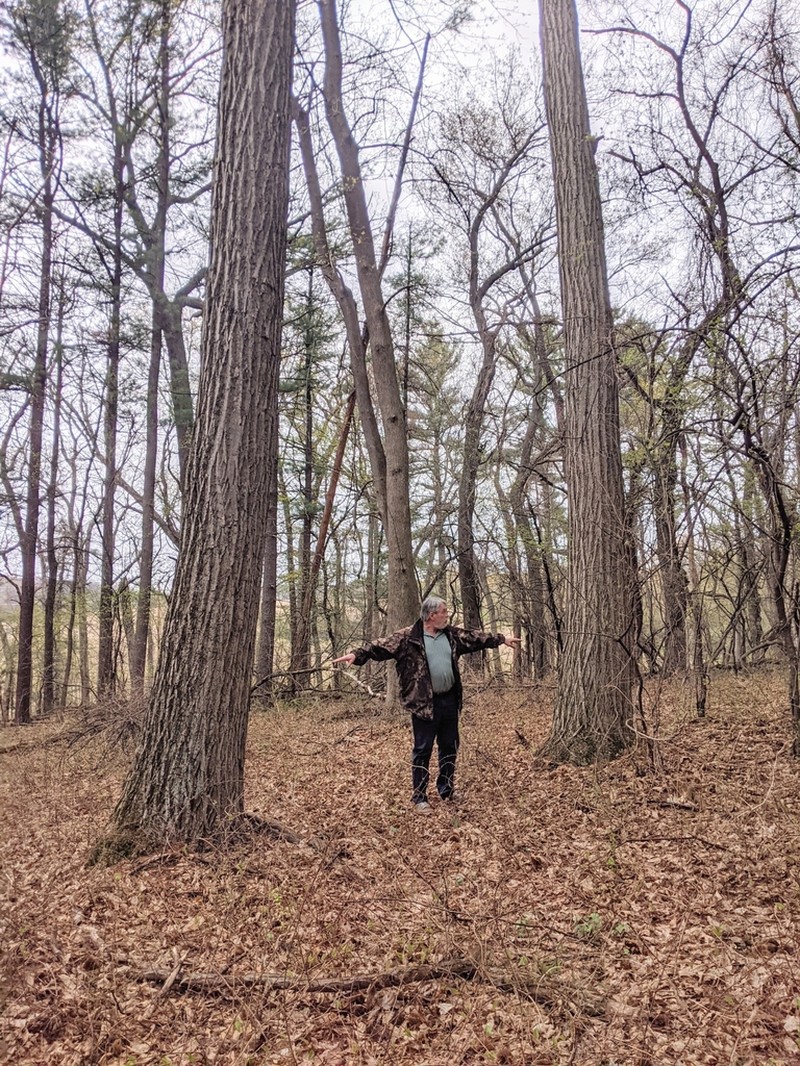 American Chestnut photo 6
