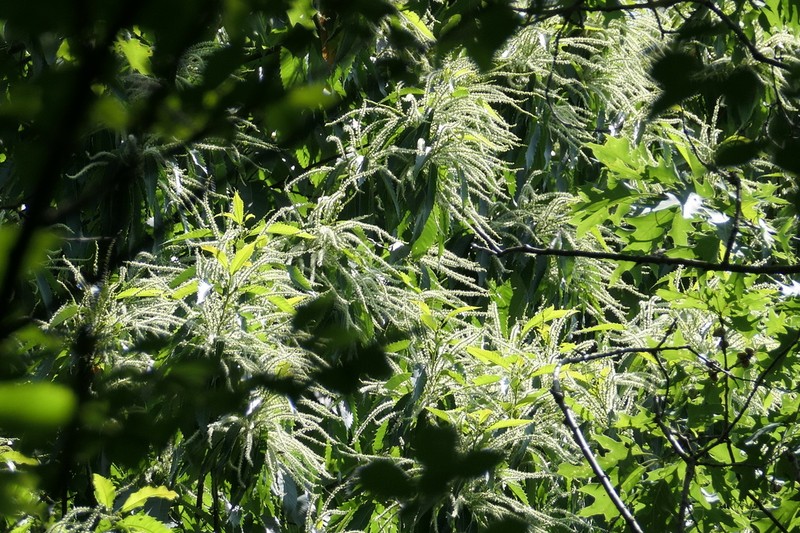American Chestnut photo 7