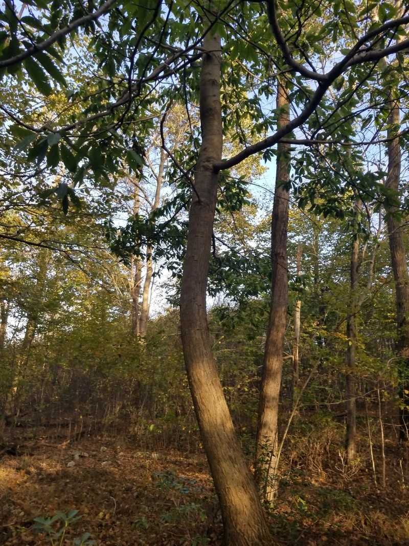 American Chestnut photo 8