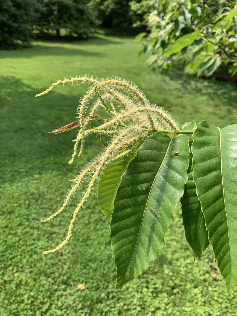 Castanea henryi photo 2