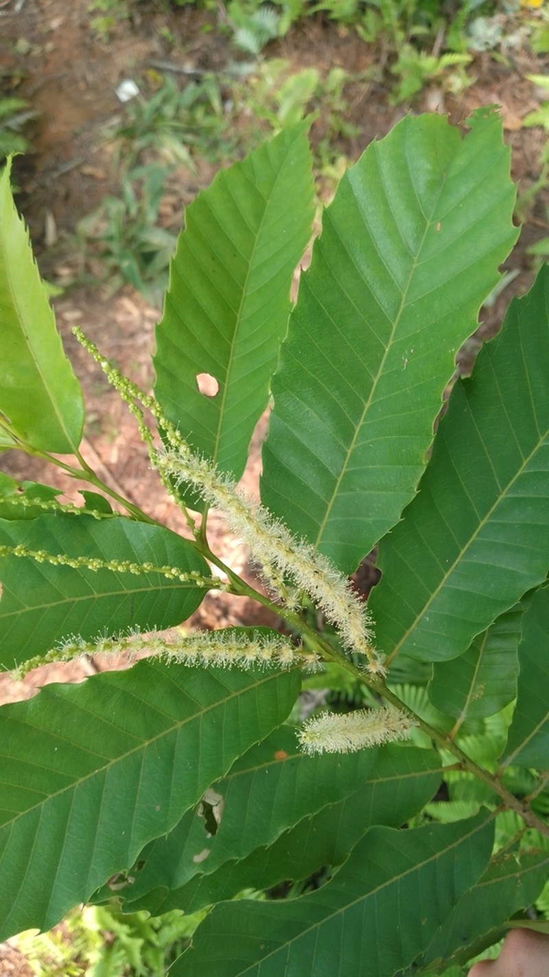 Castanea henryi photo 3