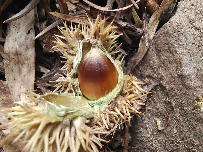 Castanea henryi photo 4