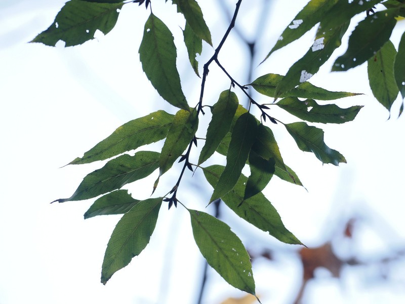Castanea henryi photo 5