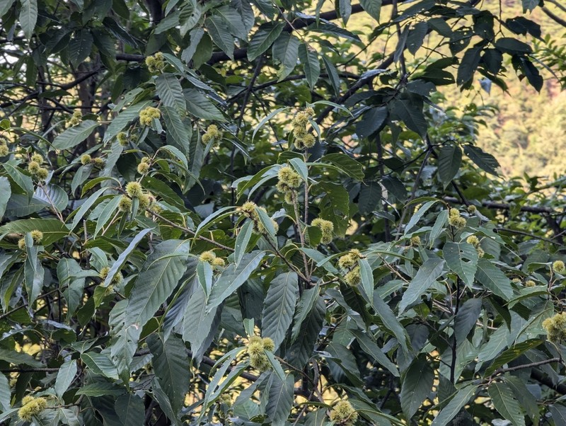 Castanea henryi photo 6
