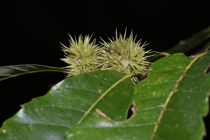 Castanea henryi photo 7
